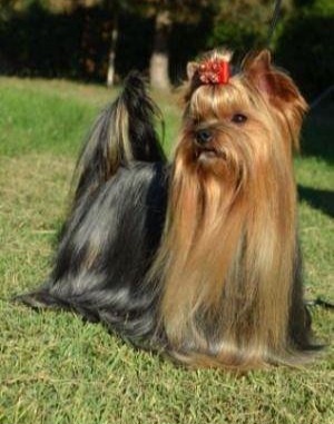  DGIN-FIZZ DU GUE DE L`ADOUR — Labaza DogPedigree YorkshireTerrier